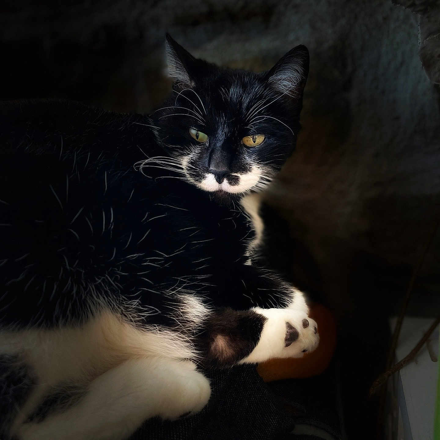 Apple participe au concours pour gagner de l'argent avec cette photo : abyssinian, animal, blackcat, bodypart, cat, couch, furniture, kitten, manx, mouth, person, pet