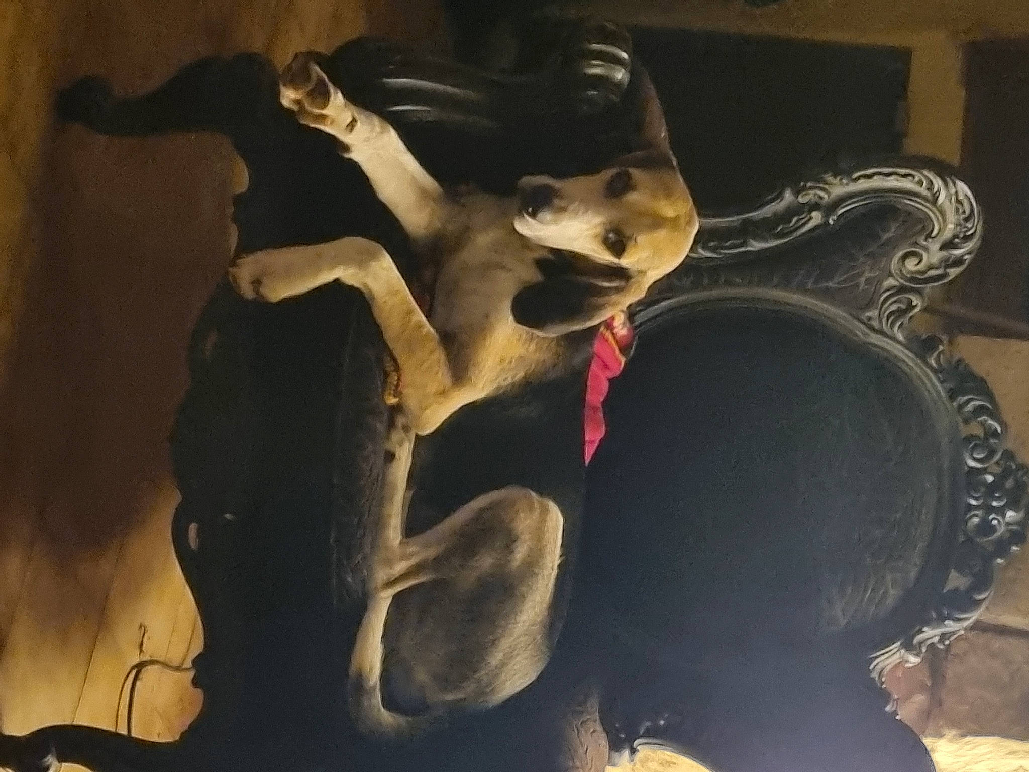 Mozart participe au concours pour gagner de l'argent avec cette photo : art, bone, canidae, carmine, carnivore, darkness, dog_breed, fang, fawn, flash_photography, font, fur, jaw, mask, skeleton, snout, sporting_group, visual_arts, whiskers, working_animal