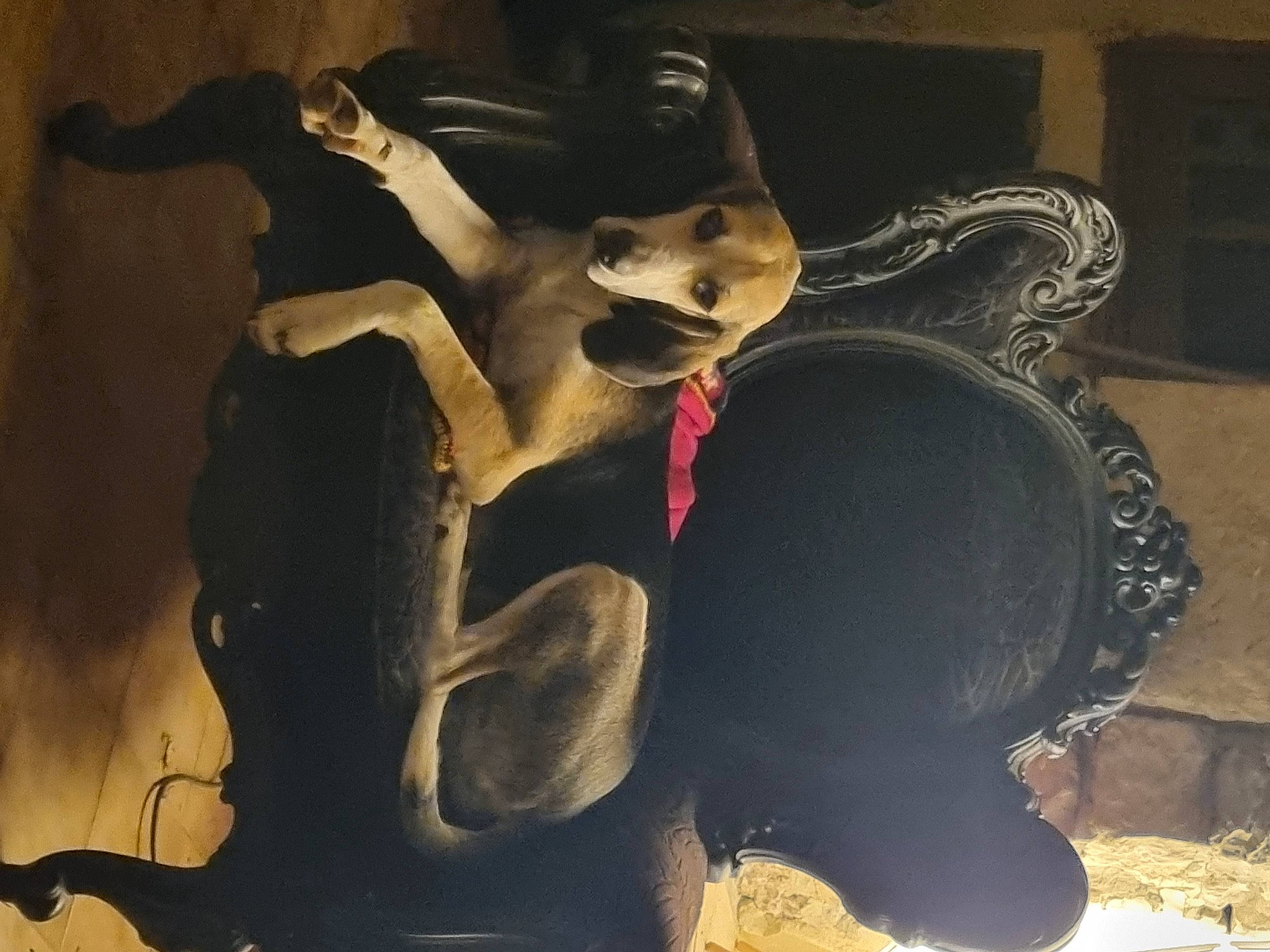 Mozart a rejoint le concours — aidez-le/la à gagner de superbes lots ! art, canidae, carmine, carnivore, cg_artwork, darkness, dog_breed, fawn, felidae, fiction, fictional_character, flash_photography, fun, fur, mask, sculpture, snout, tail, visual_arts, whiskers