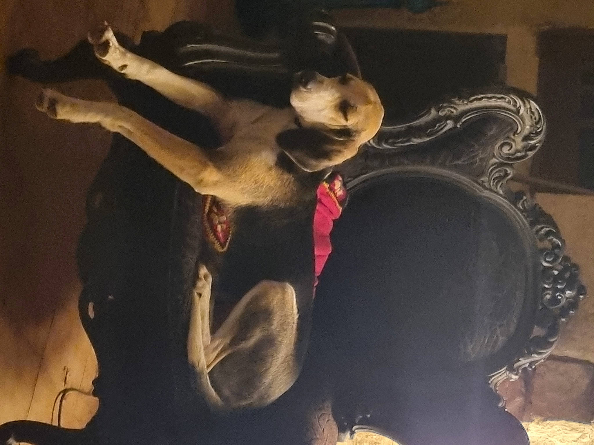 Mozart a rejoint le concours — aidez-le/la à gagner de superbes lots ! abdomen, art, black_hair, cg_artwork, comfort, darkness, entertainment, felidae, fictional_character, flash_photography, flesh, fun, fur, gesture, happy, mythology, religious_item, room, trunk, visual_arts