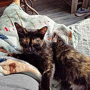 Mittens joined the competition — help win amazing prizes! blanket, cat, comfort, cozy, floor, foot, fur, furniture, home, indoor, natural_light, pattern, paw, person, relaxing, resting, soft, table, tortoiseshell_cat, wood