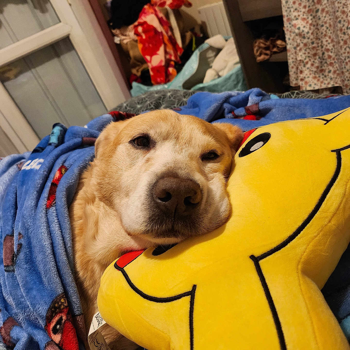 Krypto a rejoint le concours — aidez-le/la à gagner de superbes lots ! animal, blanket, canine, clothing, couch, cushion, dog, furniture, homedecor, hound, indoors, labradorretriever, laundry, lifejacket, linen, person, pet, puppy, towel, vest