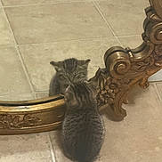 Charlie is registered to the contest to win money with this photo: kitten, cat, mirror, reflection, floor, tile, ornate_frame, curious, fluffy, small, indoor, animal, pet, cute, young, feline, brown, gray, patterned, decor