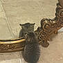 kitten, cat, mirror, reflection, floor, tile, ornate_frame, curious, fluffy, small, indoor, animal, pet, cute, young, feline, brown, gray, patterned, decor