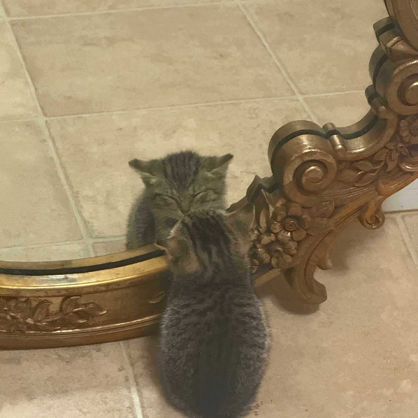 Charlie is registered to the contest to win money with this photo: animal, brown, cat, curious, cute, decor, feline, floor, fluffy, gray, indoor, kitten, mirror, ornate_frame, patterned, pet, reflection, small, tile, young