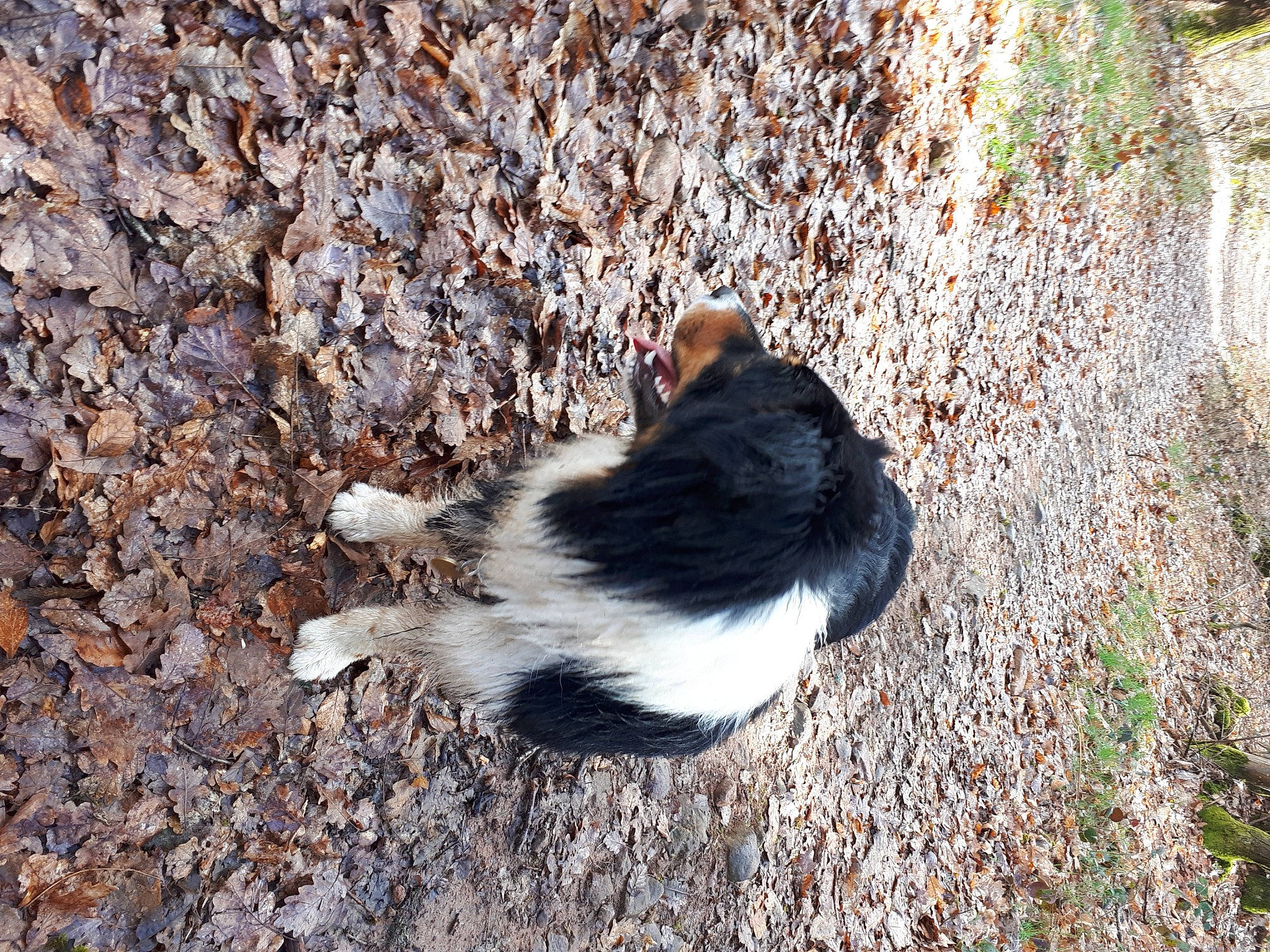 Sharon participe au concours pour gagner de l'argent avec cette photo : canidae, carnivore, cat, dog_breed, fur, grass, plant, shadow, soil, sporting_group, tail, terrestrial_animal, tree
