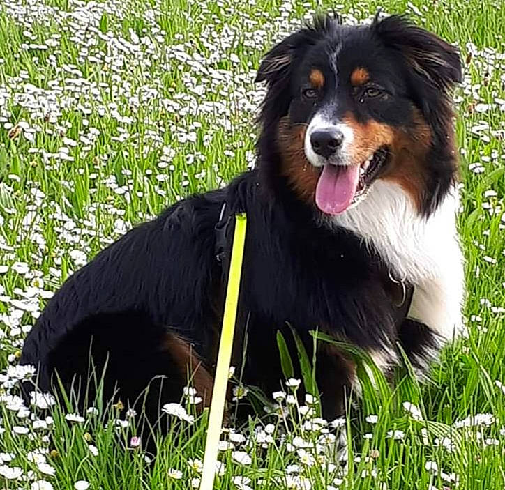 Sharon participe au concours pour gagner de l'argent avec cette photo : bernese_mountain_dog, canidae, carnivore, companion_dog, dog, dog_breed, flower, flowering_plant, giant_dog_breed, grass, grassland, groundcover, herding_dog, people_in_nature, perennial_plant, plant, sporting_group, terrestrial_animal, working_animal, working_dog