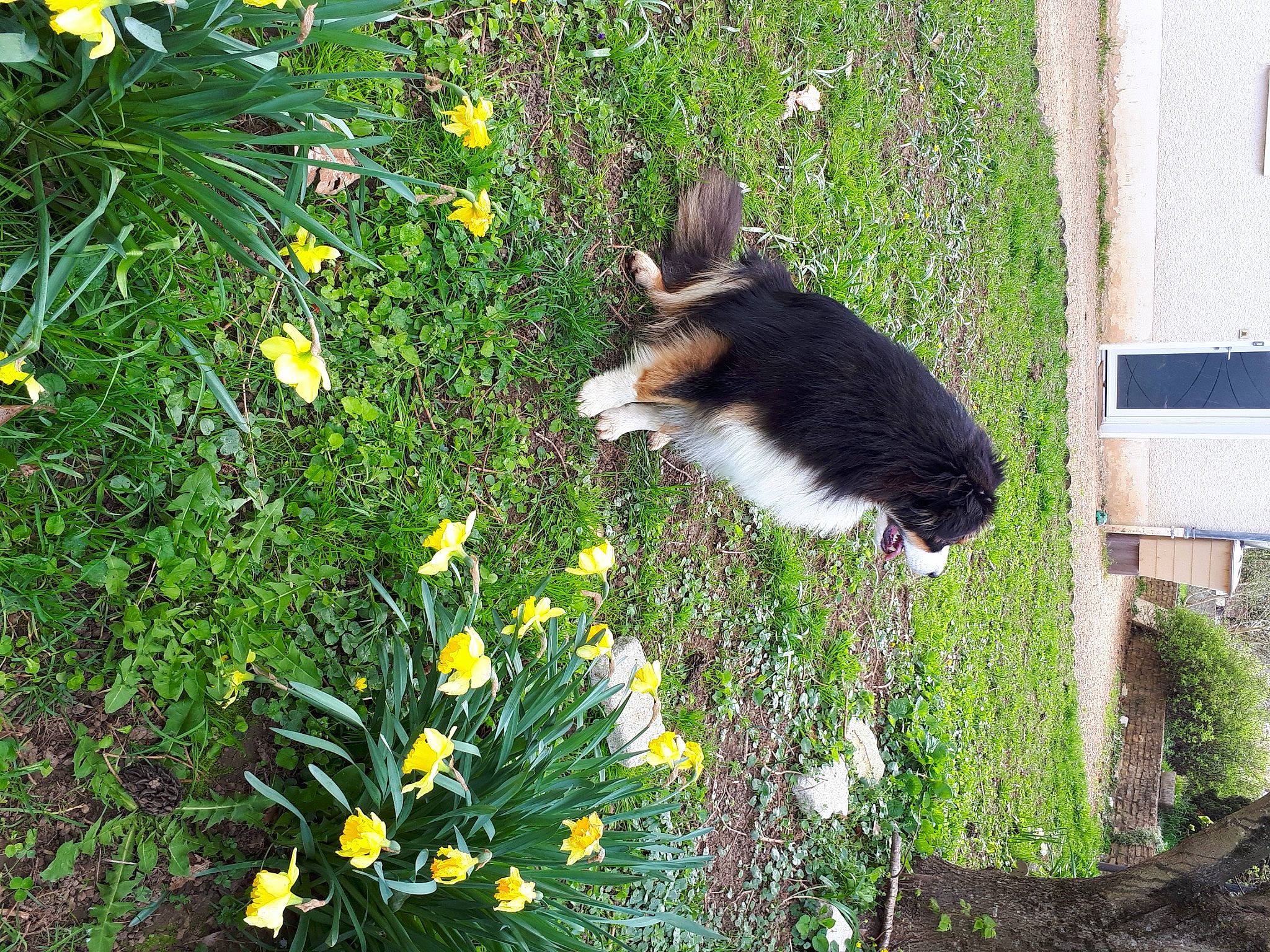 Tiboys participe au concours pour gagner de l'argent avec cette photo : annual_plant, camomile, carnivore, companion_dog, dog_breed, felidae, flower, flowering_plant, garden, grass, groundcover, herb, herbaceous_plant, lawn, people_in_nature, petal, plant, shrub, small_to_medium_sized_cats, tail