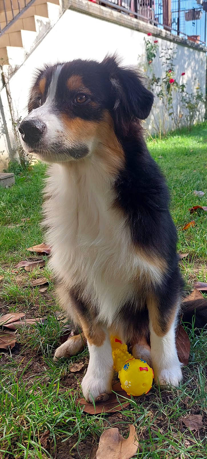 Tiboys participe au concours pour gagner de l'argent avec cette photo : ancient_dog_breeds, bernese_mountain_dog, canidae, carnivore, companion_dog, dog, dog_breed, fur, grass, herding_dog, plant, sporting_group, terrestrial_animal, toy, whiskers, working_animal, working_dog