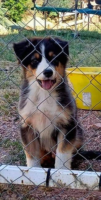 Tiboys participe au concours pour gagner de l'argent avec cette photo : animal_shelter, australian_collie, bernese_mountain_dog, border_collie, carnivore, companion_dog, dog, dog_breed, fence, fur, herding_dog, mesh, pet_supply, plant, snout, sporting_group, terrestrial_animal, whiskers, working_animal, working_dog