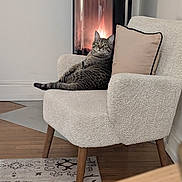 Salem Hamdi Bentata participe au concours pour gagner de l'argent avec cette photo : cat, tabby_cat, armchair, fireplace, fire, indoor, cozy, cushion, wood_floor, rug, relaxed, pet, furniture, home, living_room, domestic_cat, mammal, feline, resting, comfort