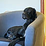 Ugo participe au concours pour gagner de l'argent avec cette photo : dog, black_dog, armchair, indoor, pet, lounge, furniture, calm, relaxed, canine, home, domestic_animal, cozy, portrait, side_view, animal, resting, large_dog, seated, quiet
