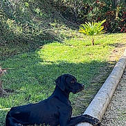 Ugo a rejoint le concours — aidez-le/la à gagner de superbes lots ! dog, black_dog, grass, outdoor, nature, tree, wood, log, pet, animal, canine, sunlight, greenery, relaxed, laying_down, side_view, park, daylight, quiet, calm