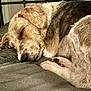 dog, sleeping, bed, gray_bedspread, close_up, fur, paw, cozy, rest, indoor, pet, canine, relaxed, quiet, side_view, comfort, peaceful, animal, snout, ear