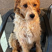 Prune participe au concours pour gagner de l'argent avec cette photo : dog, curly_fur, plastic_chair, brown, white, pet, indoor, brick_wall, sitting, animal, cute, medium_size, furry, paw, canine, looking_away, waiting, companion, domestic, quiet