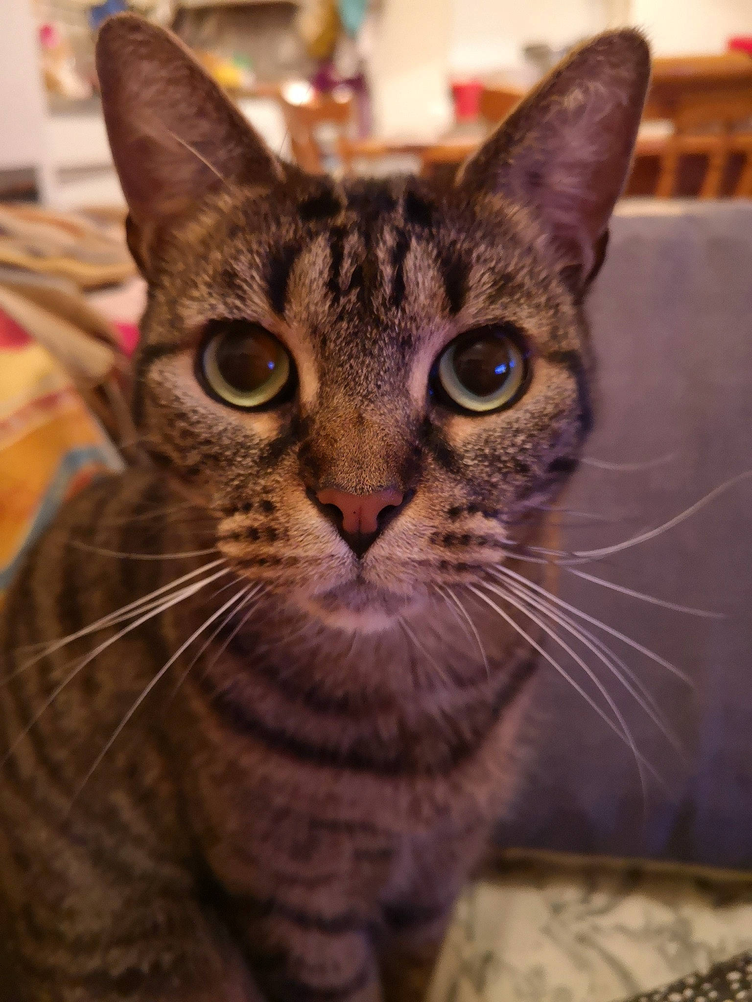 Wendy a rejoint le concours — aidez-le/la à gagner de superbes lots ! carnivore, cat, close_up, domestic_short_haired_cat, fawn, felidae, fur, small_to_medium_sized_cats, snout, terrestrial_animal, whiskers, wildlife, window