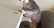 Petroleum is registered to the contest to win money with this photo: cat, kitten, tabby, gray_fur, white_chest, open_mouth, standing, chair, table, indoor, home, kitchen, office, pet, animal, whiskers, ears, tail, portrait, funny