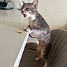 cat, kitten, tabby, gray_fur, white_chest, open_mouth, standing, chair, table, indoor, home, kitchen, office, pet, animal, whiskers, ears, tail, portrait, funny