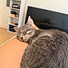 Petroleum is registered to the contest to win money with this photo: cat, tabby, gray_cat, sleeping, sleepy, curled_up, pet, furry, whiskers, ears, nose, indoor, home, living_room, television, shelving, wooden_surface, close_up, relaxed, nap