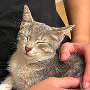 Petroleum joined the competition — help win amazing prizes! cat, kitten, gray_cat, white_chest, sleepy, closed_eyes, whiskers, ears, fur, pet, cuddling, human_hands, indoor, portrait, close_up, cozy, relaxed, cute, animal, photography