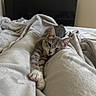 Petroleum is registered to the contest to win money with this photo: cat, kitten, gray_cat, white_paws, sleepy, relaxed, stretching, paw, whiskers, ears, fur, bed, blanket, bedding, bedroom, indoor, cozy, soft_lighting, portrait, nap