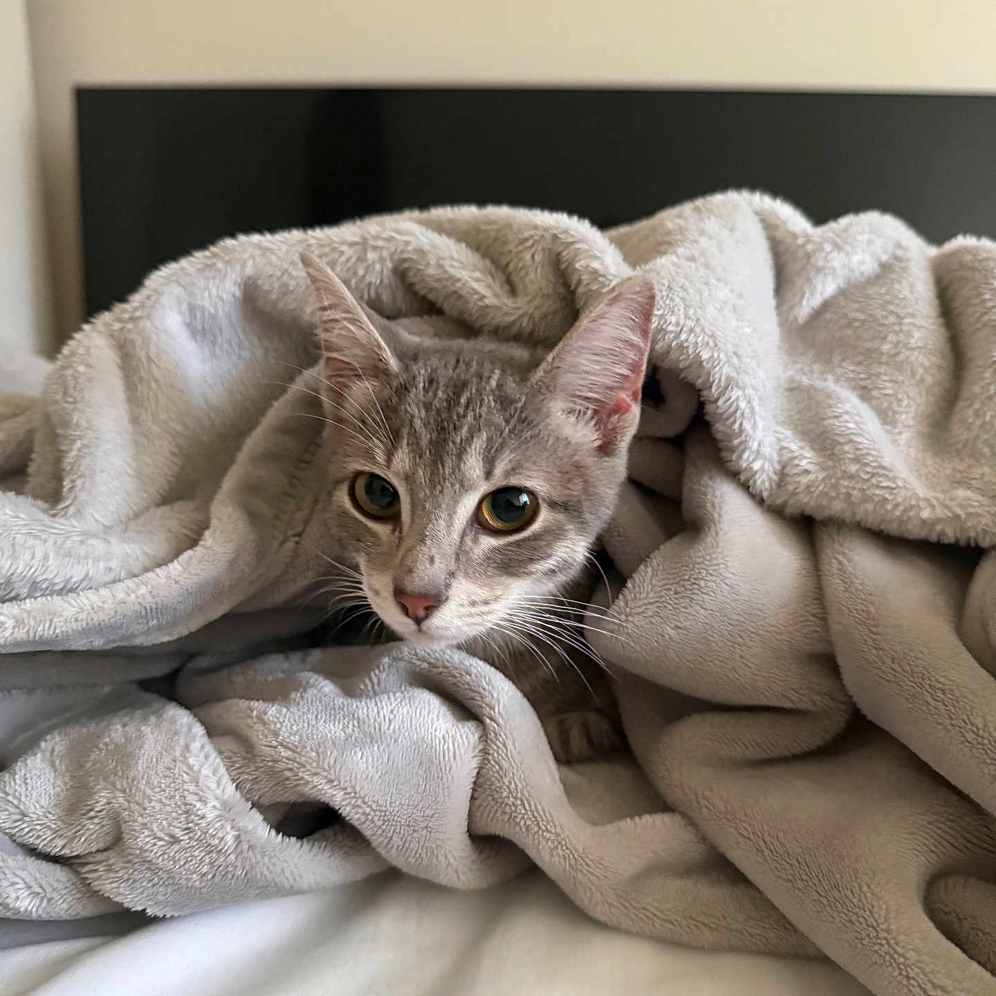 Petroleum is registered to the contest to win money with this photo: cat, kitten, gray_cat, animal, pet, feline, whiskers, ears, eyes, nose, fur, blanket, bed, bedroom, cozy, indoors, portrait, close_up, resting, cute