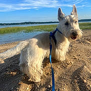 Maximus joined the competition — help win amazing prizes! dog, white_dog, beach, sand, pebbles, leash, harness, water, sky, clouds, outdoor, nature, grass, happy, pet, canine, sunlight, daytime, scenic, animal