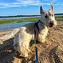 dog, white_dog, beach, sand, pebbles, leash, harness, water, sky, clouds, outdoor, nature, grass, happy, pet, canine, sunlight, daytime, scenic, animal
