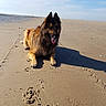 Loopa a rejoint le concours — aidez-le/la à gagner de superbes lots ! animal, beach, canine, chow, coast, cockerspaniel, desert, dog, dune, footprint, germanshepherd, nature, outdoors, pet, puppy, sand, sea, shoreline, soil, terrier