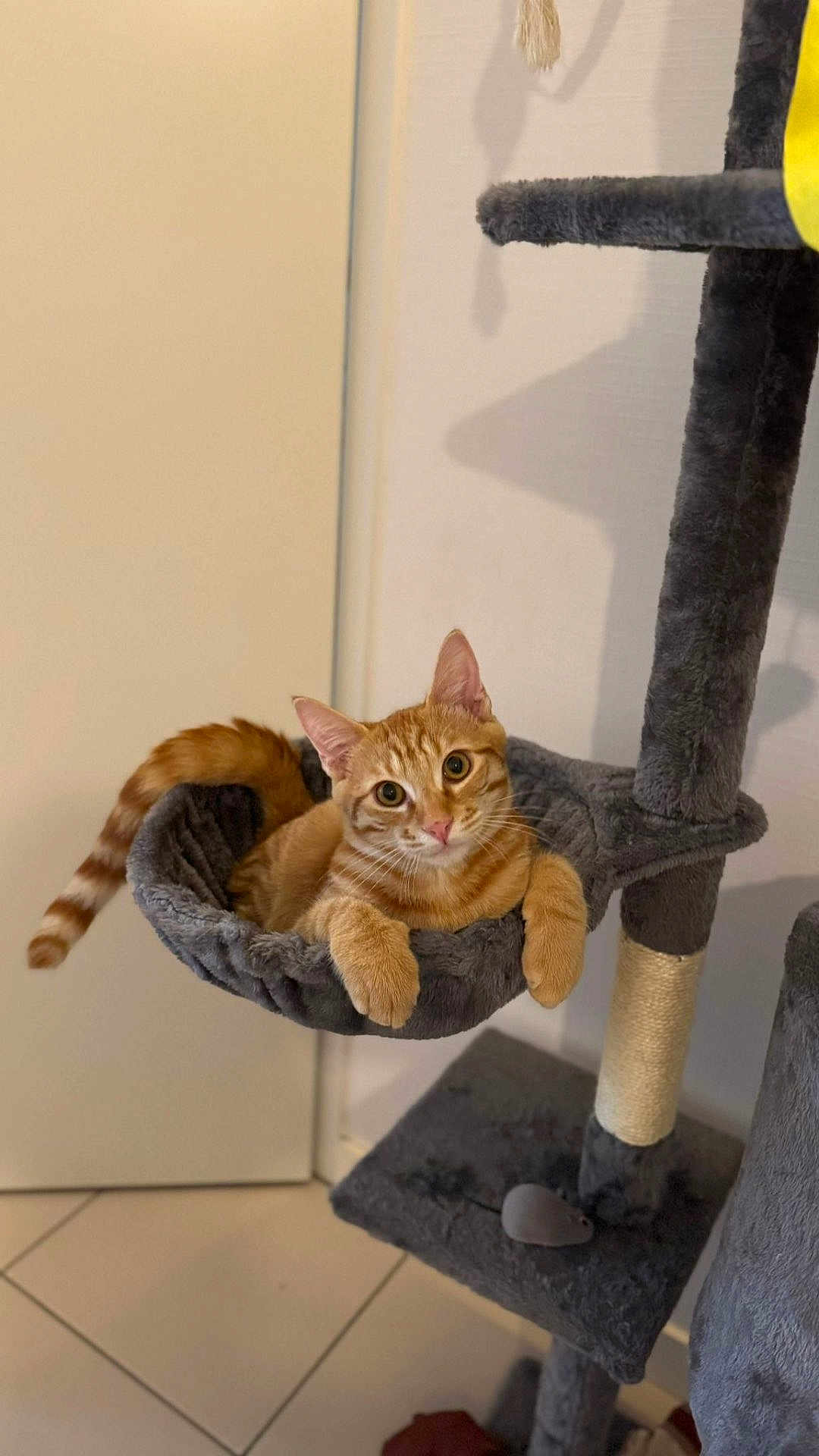 Darwin participe au concours pour gagner de l'argent avec cette photo : cat, orange_tabby, cat_tree, pet, indoor, feline, animal, hammock, cozy, curious, relaxed, fur, whiskers, ears, tail, looking_at_camera, floor_tiles, scratching_post, toy_mouse, home