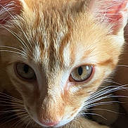 Darwin participe au concours pour gagner de l'argent avec cette photo : kitten, cat, orange_tabby, close_up, whiskers, fur, eyes, pet, animal, cute, domestic_cat, young_cat, paw, human_skin, comfort, resting, indoor, face, ears, nose