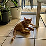 Darwin participe au concours pour gagner de l'argent avec cette photo : cat, orange_tabby, indoor, tile_floor, potted_plant, cactus, table_leg, glass_door, wooden_deck, sunlight, curious, relaxed, pet, feline, home_interior, plant_pot, greenery, animal, domestic_cat, floor_tiles
