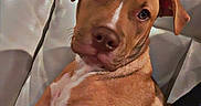 Biscuit is registered to the contest to win money with this photo: animal, arm, brown, canine, closeup, companion, couch, dog, domestic, furniture, head_tilt, indoor, leather, looking, pet, portrait, puppy, relaxed, tattoo, white