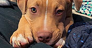 Biscuit joined the competition — help win amazing prizes! puppy, dog, bed, blanket, indoor, cute, pet, animal, young, cozy, resting, brown, fur, ears, paws, looking, comfort, domestic, closeup, portrait