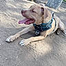 Biscuit is registered to the contest to win money with this photo: dog, canine, panting, harness, outdoor, dirt, water_bowl, trash_can, fence, sunlight, pet, animal, mammal, tongue_out, happy, playground, resting, daytime, ears, four_legs