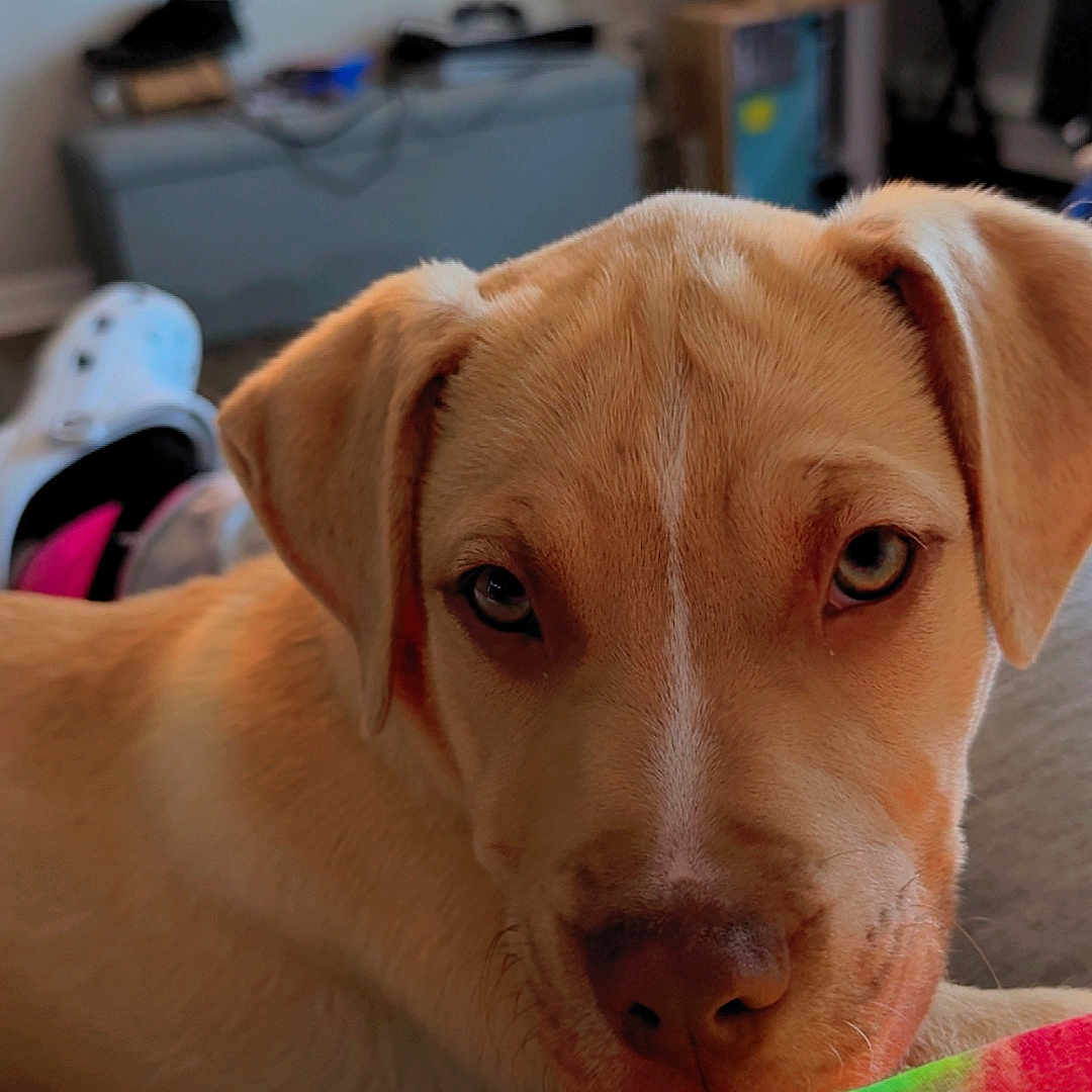 Biscuit