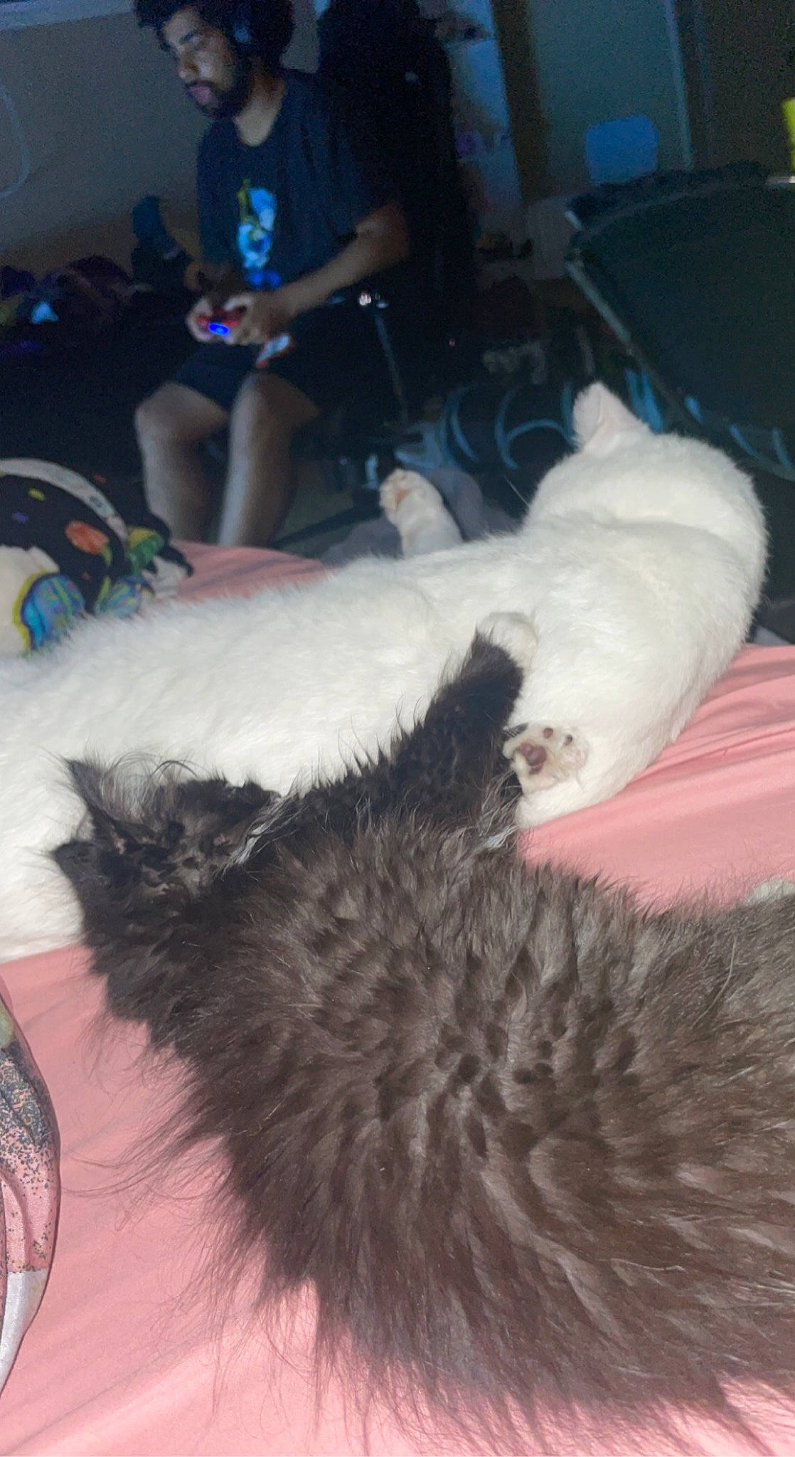 Flora is registered to the contest to win money with this photo: canidae, carnivore, cat, comfort, companion_dog, dog_breed, domestic_short_haired_cat, ear, felidae, fur, lap, mammal, paw, small_to_medium_sized_cats, sporting_group, tail, textile, thigh, vertebrate, whiskers