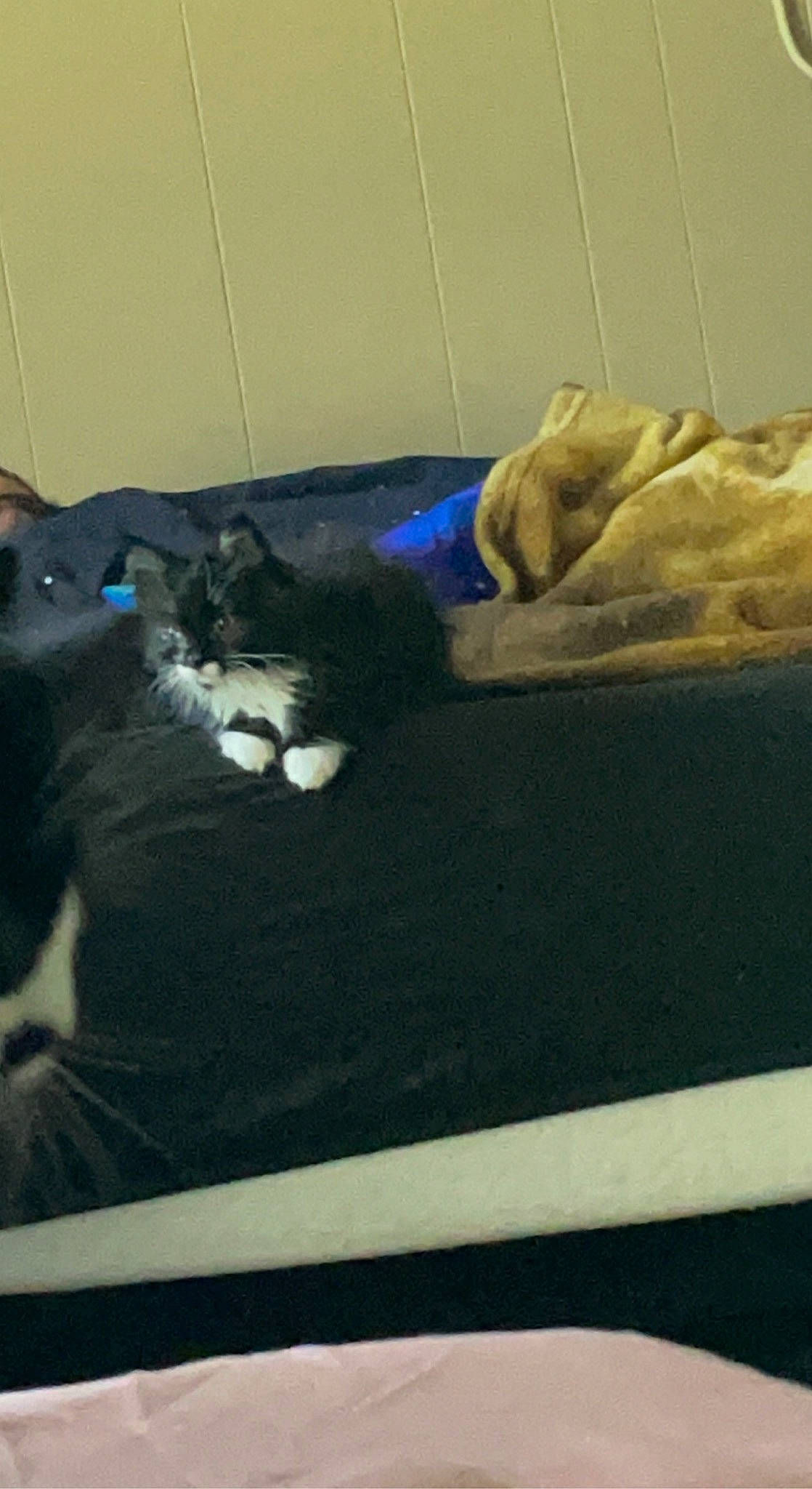 Flora joined the competition — help win amazing prizes! black_cat, carnivore, cat, comfort, domestic_short_haired_cat, electric_blue, felidae, flooring, fur, grey, room, small_to_medium_sized_cats, sporting_group, tail, terrestrial_animal, whiskers, wood