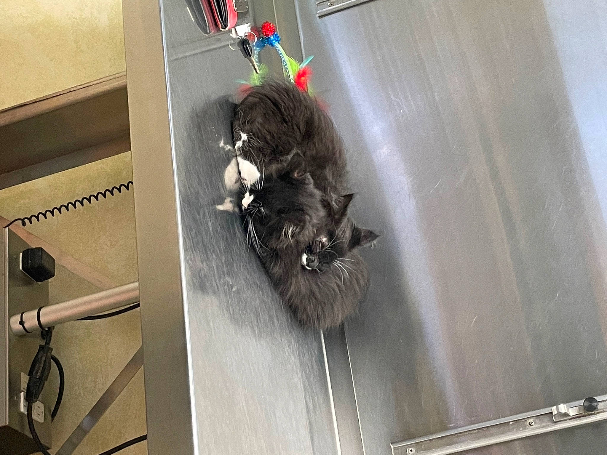 Flora is registered to the contest to win money with this photo: art, carnivore, cat, domestic_short_haired_cat, felidae, flooring, fur, machine, metal, room, small_to_medium_sized_cats, tail, visual_arts, whiskers, window, wood