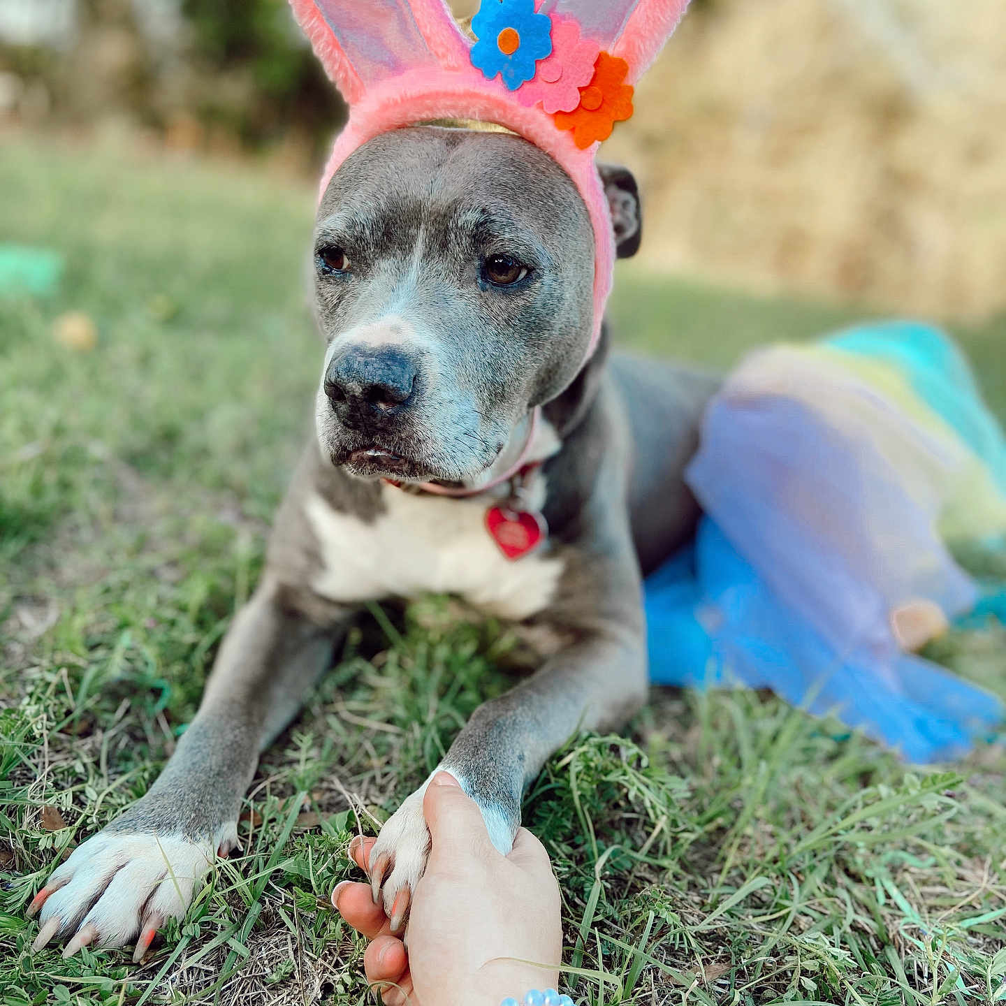 Rose is registered to the contest to win money with this photo: accessories, animal, anklet, baby, bodypart, bulldog, canine, dog, finger, grass, hand, hound, jewelry, ornament, person, pet, pitbull, plant, puppy, strap