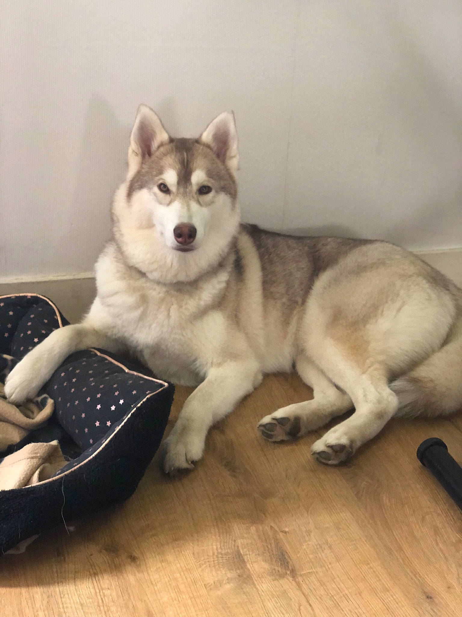 Naya a rejoint le concours — aidez-le/la à gagner de superbes lots ! alaskan_klee_kai, alaskan_malamute, canadian_eskimo_dog, canidae, carnivore, dog, dog_breed, jamthund, labrador_husky, mammal, miniature_siberian_husky, northern_inuit_dog, norwegian_elkhound, saarloos_wolfdog, sakhalin_husky, siberian_husky, sled_dog, tamaskan_dog, vertebrate, wolfdog