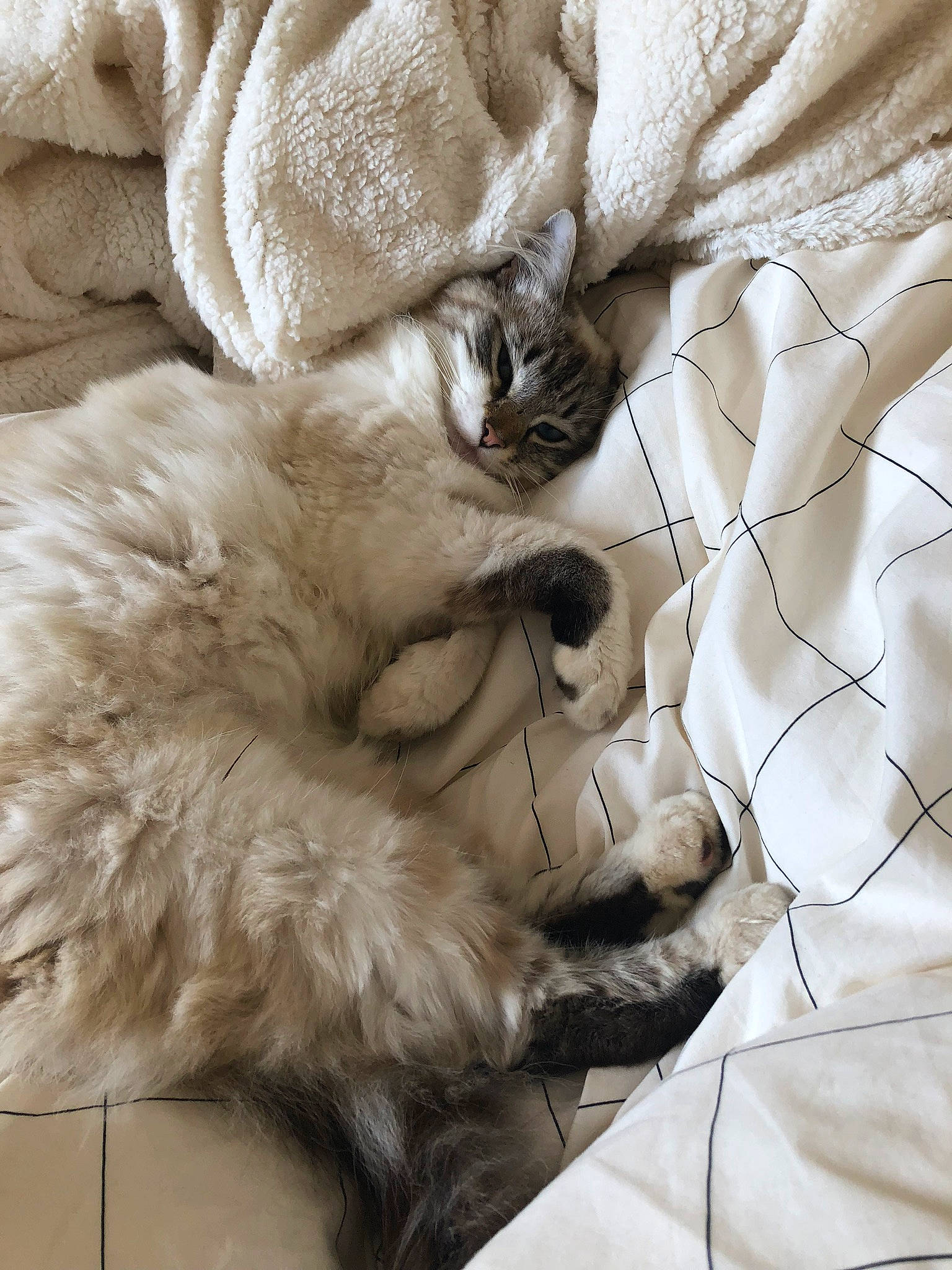 Baby a rejoint le concours — aidez-le/la à gagner de superbes lots ! canidae, carnivore, cat, felidae, fur, nap, nose, paw, sleep, small_to_medium_sized_cats, snout, textile, whiskers