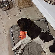 Volka participe au concours pour gagner de l'argent avec cette photo : bed, black_and_white, blanket, chew_toy, dog, feeding_station, furniture_edge, home, indoors, muzzle, orange_toy, paw, pet_bed, puppy, relaxed, resting, sleepy, spotted_paws, tile_floor, water_bowl