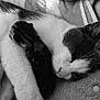 cat, kitten, sleeping, black_and_white, animal, pet, fur, closeup, cozy, blanket, snuggling, resting, domestic_animal, cute, companion, soft_texture, peaceful, indoor, mammal, affection