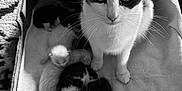 Ellie participe au concours pour gagner de l'argent avec cette photo : animal, black_and_white, blanket, box, cat, close_up, cozy, cute, family, fur, home, indoor, kitten, mother_cat, pet, resting, sleeping, soft_light, texture, whiskers
