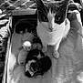 cat, kitten, mother_cat, sleeping, box, blanket, indoor, pet, animal, black_and_white, cozy, family, fur, resting, cute, whiskers, close_up, soft_light, texture, home
