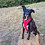 dog, black_dog, red_harness, beaded_necklace, hay_bale, field, grass, trees, outdoor, pet, animal, sitting, ears_up, nature, rural, farm, canine, summer, daylight, portrait