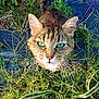 cat, tabby, green_eyes, outdoor, plants, grass, wooden_planks, sunlight, nature, curious, pet, feline, whiskers, ears, close_up, animal, mammal, fur, daylight, looking_up