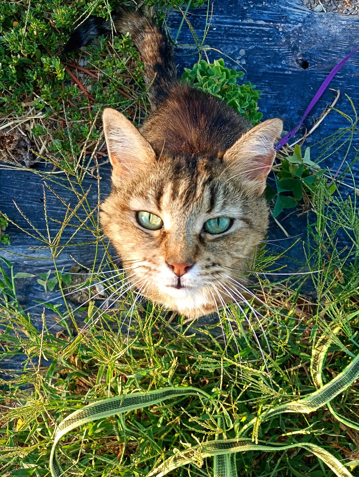 Doudouchette a rejoint le concours — aidez-le/la à gagner de superbes lots ! cat, tabby, green_eyes, outdoor, plants, grass, wooden_planks, sunlight, nature, curious, pet, feline, whiskers, ears, close_up, animal, mammal, fur, daylight, looking_up