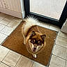 dog, puppy, fluffy, brown_and_white, smiling, open_mouth, portrait, standing, doormat, entryway, tile_floor, glass_door, indoor, home, pet, animal, blue_eyes, pointed_ears, curled_tail, friendly